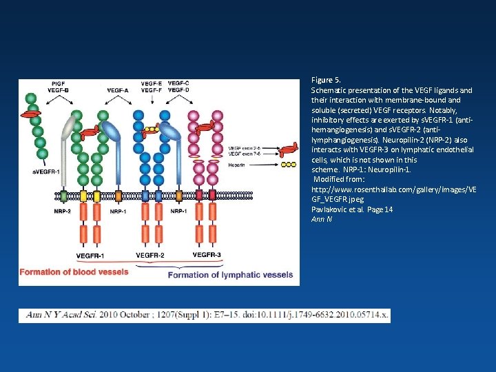 Figure 5. Schematic presentation of the VEGF ligands and their interaction with membrane-bound and