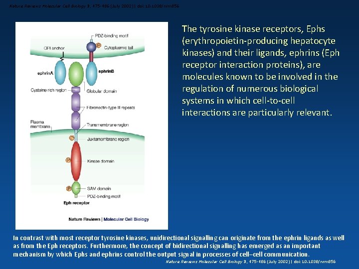 Nature Reviews Molecular Cell Biology 3, 475 -486 (July 2002) | doi: 10. 1038/nrm