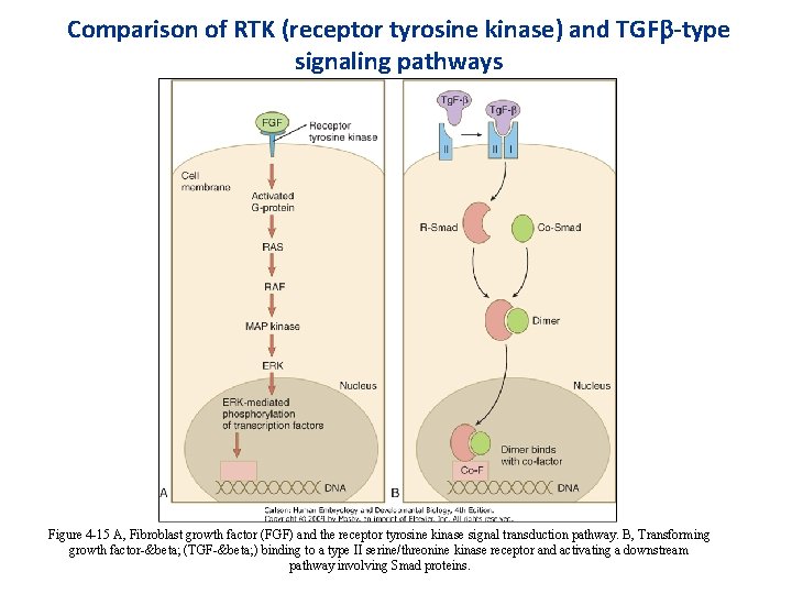 Comparison of RTK (receptor tyrosine kinase) and TGFb-type signaling pathways Figure 4 -15 A,