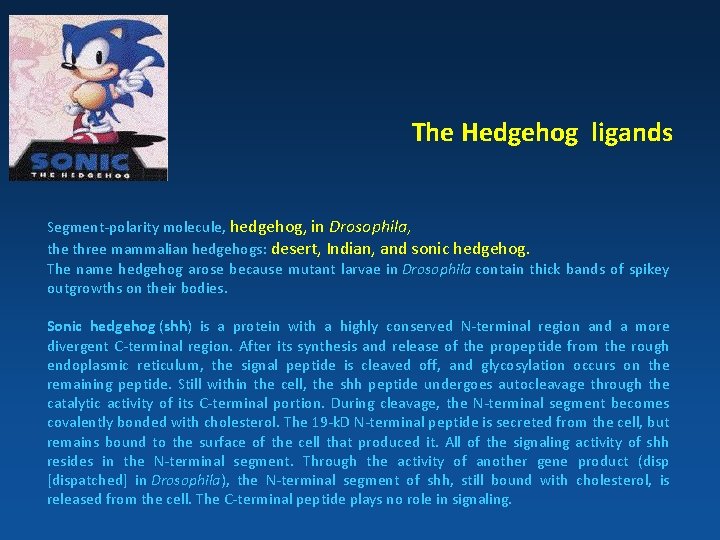 The Hedgehog ligands Segment-polarity molecule, hedgehog, in Drosophila, the three mammalian hedgehogs: desert, Indian,