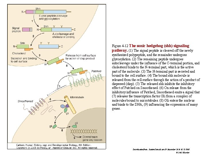 Figure 4 -12 The sonic hedgehog (shh) signaling pathway. (1) The signal peptide is