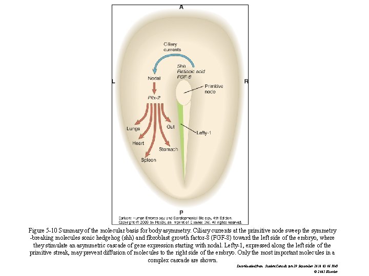 Figure 5 -10 Summary of the molecular basis for body asymmetry. Ciliary currents at