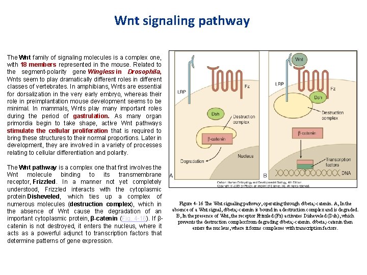 Wnt signaling pathway The Wnt family of signaling molecules is a complex one, with