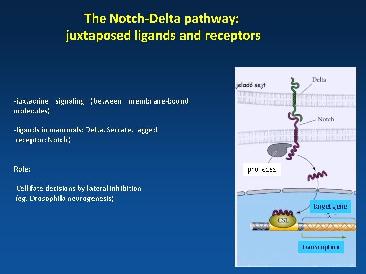 The Notch-Delta pathway: juxtaposed ligands and receptors -juxtacrine signaling (between membrane-bound molecules) -ligands in