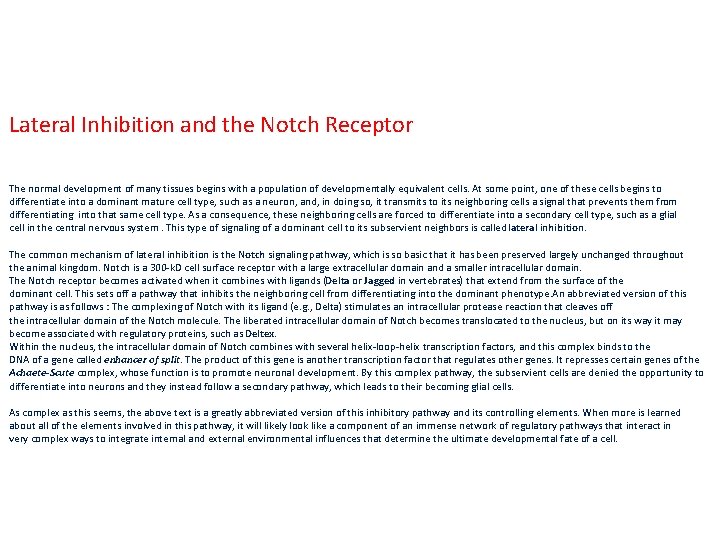 Lateral Inhibition and the Notch Receptor The normal development of many tissues begins with