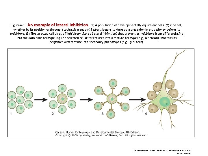 Figure 4 -13 An example of lateral inhibition. (1) A population of developmentally equivalent