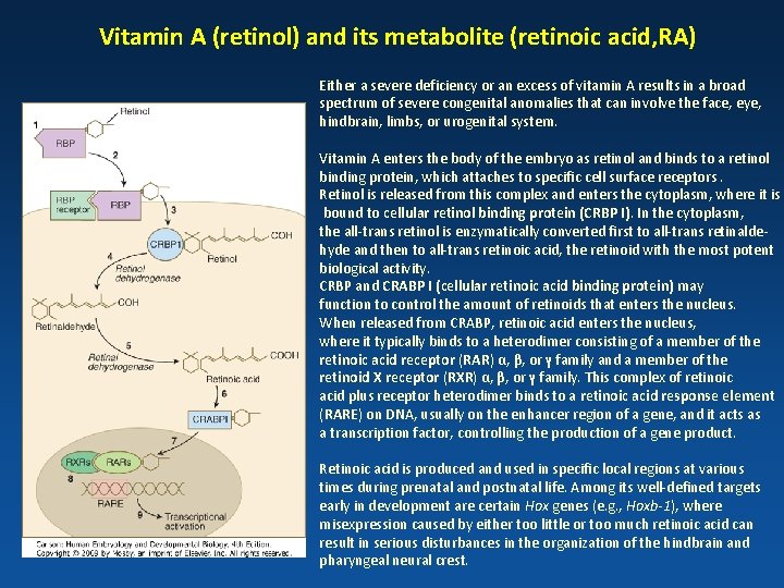 Vitamin A (retinol) and its metabolite (retinoic acid, RA) Either a severe deficiency or