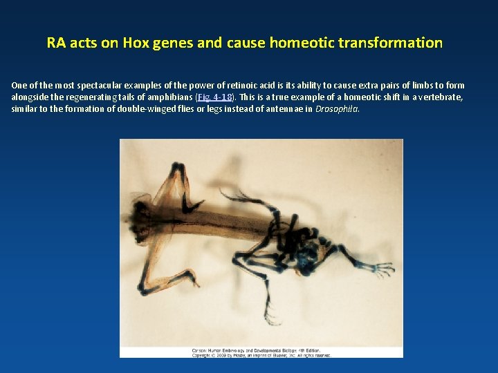 RA acts on Hox genes and cause homeotic transformation One of the most spectacular