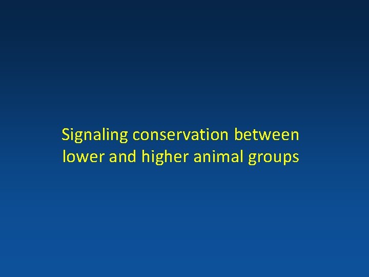 Signaling conservation between lower and higher animal groups 