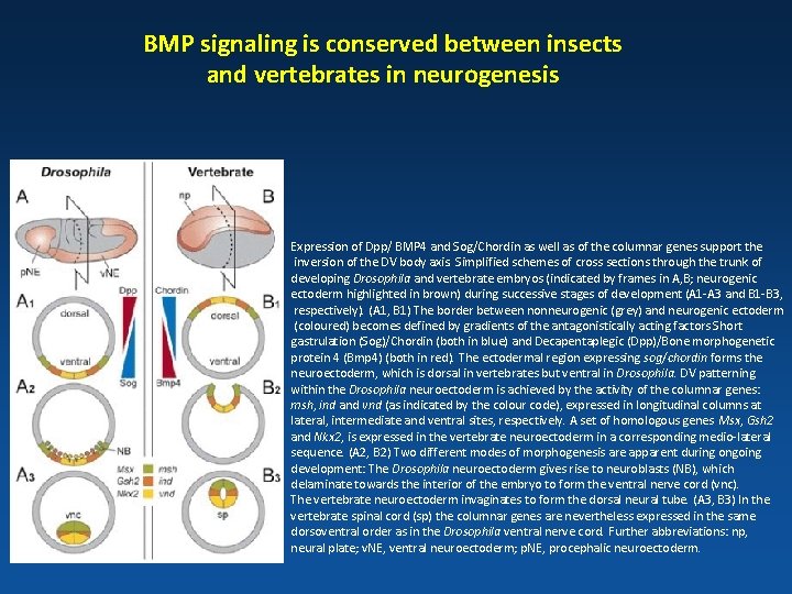 BMP signaling is conserved between insects and vertebrates in neurogenesis Expression of Dpp/ BMP