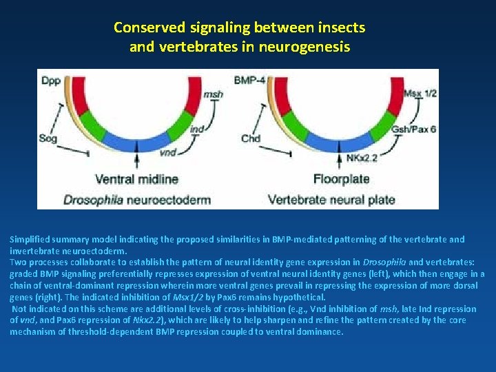 Conserved signaling between insects and vertebrates in neurogenesis Simplified summary model indicating the proposed