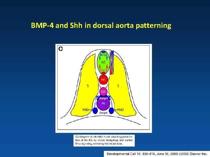 BMP-4 and Shh in dorsal aorta patterning 