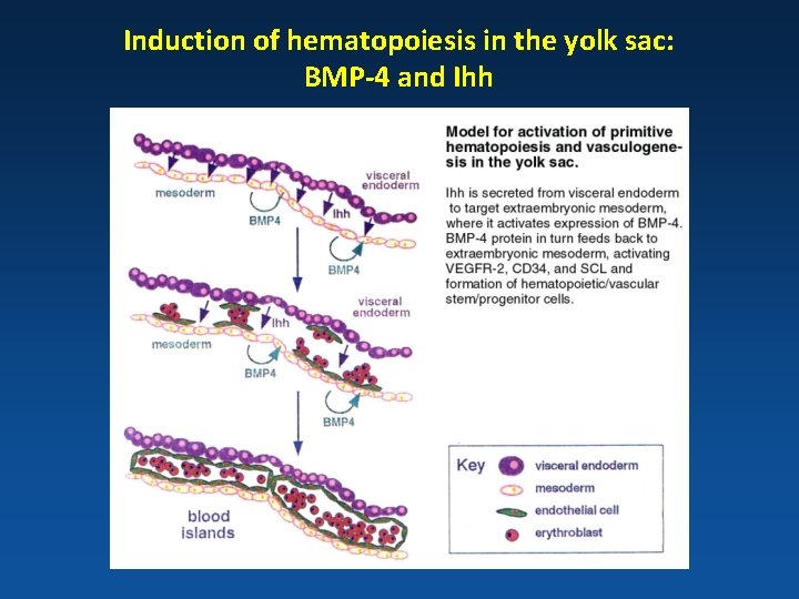 Induction of hematopoiesis in the yolk sac: BMP-4 and Ihh 