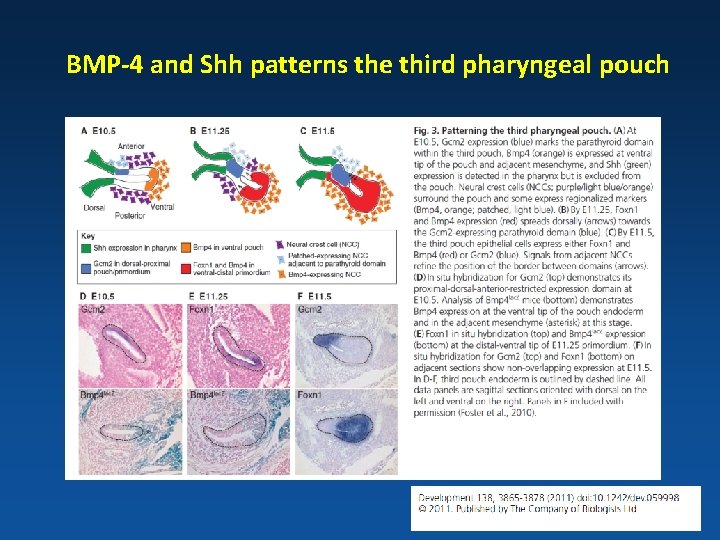 BMP-4 and Shh patterns the third pharyngeal pouch 