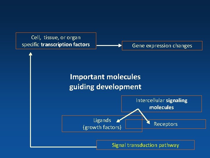 Cell, tissue, or organ specific transcription factors Gene expression changes Important molecules guiding development