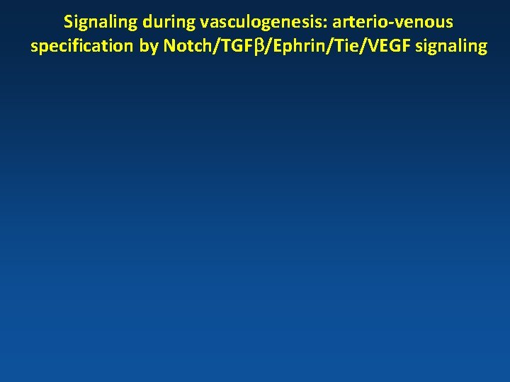 Signaling during vasculogenesis: arterio-venous specification by Notch/TGFb/Ephrin/Tie/VEGF signaling 