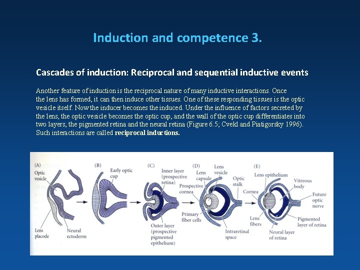 Induction and competence 3. Cascades of induction: Reciprocal and sequential inductive events Another feature