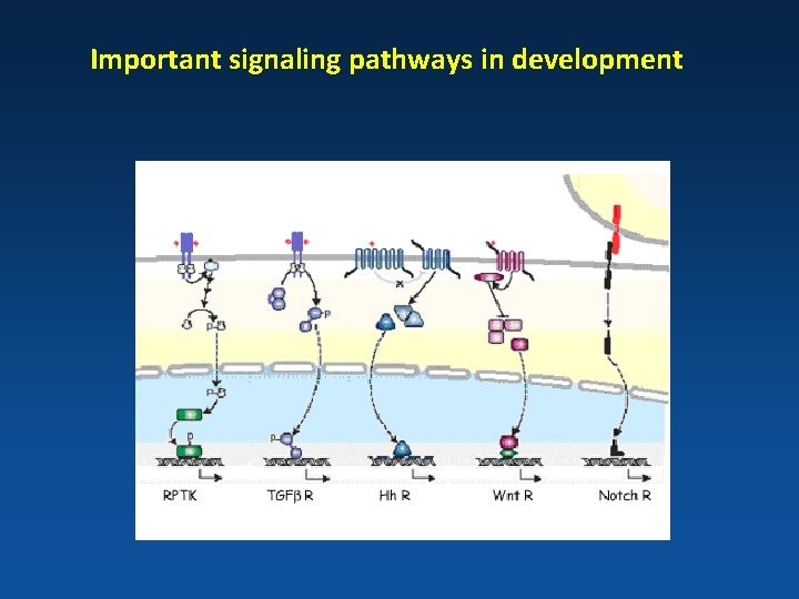 Important signaling pathways in development 