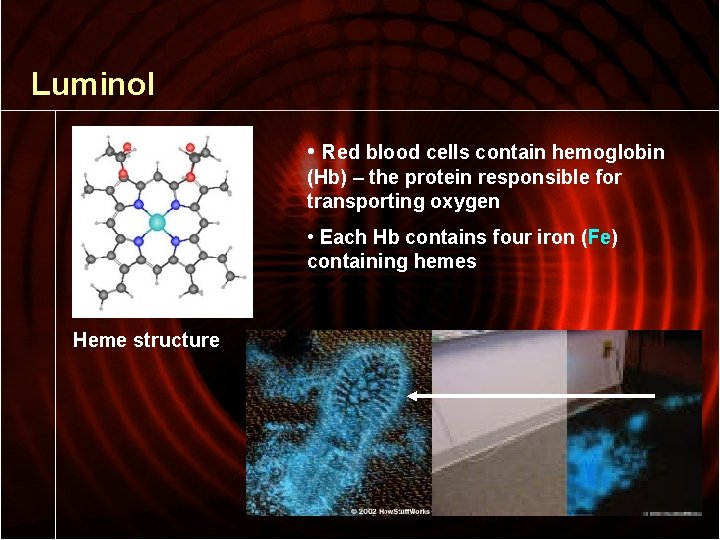 Luminol • Red blood cells contain hemoglobin (Hb) – the protein responsible for transporting