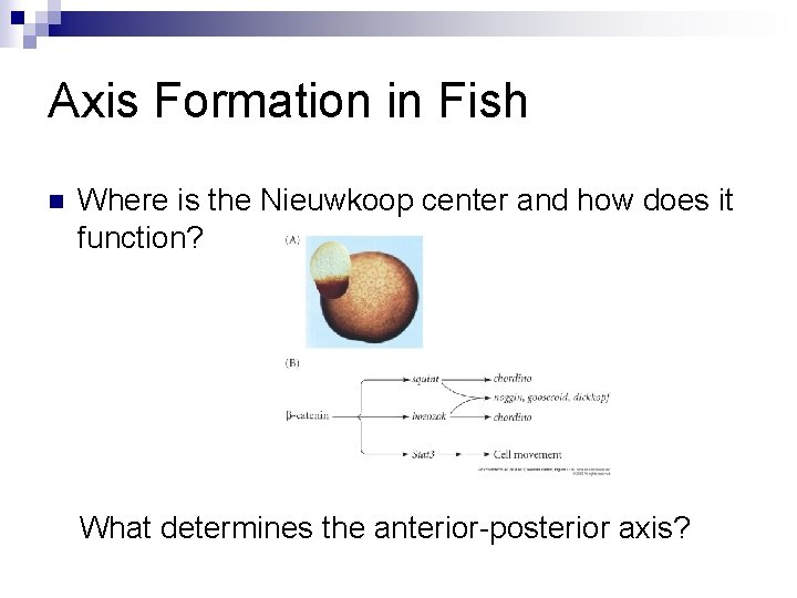 Axis Formation in Fish n Where is the Nieuwkoop center and how does it