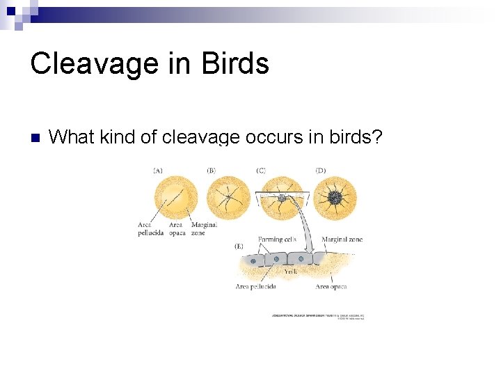 Cleavage in Birds n What kind of cleavage occurs in birds? 