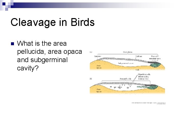 Cleavage in Birds n What is the area pellucida, area opaca and subgerminal cavity? Cleavage in Birds n What is the area pellucida, area opaca and subgerminal cavity?