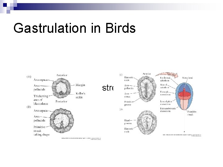Gastrulation in Birds n What is the primitive streak? 