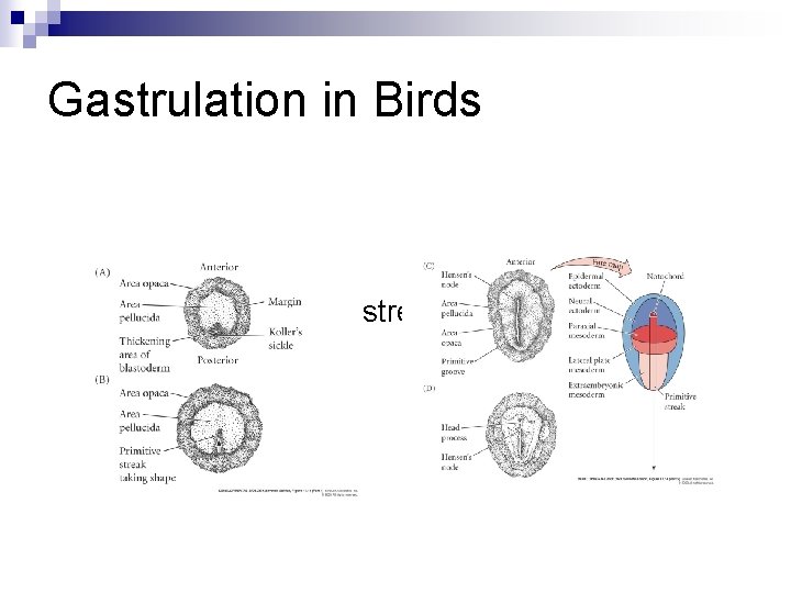 Gastrulation in Birds n What is the primitive streak? Gastrulation in Birds n What is the primitive streak?