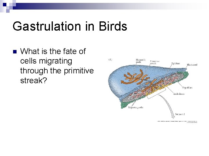 Gastrulation in Birds n What is the fate of cells migrating through the primitive Gastrulation in Birds n What is the fate of cells migrating through the primitive