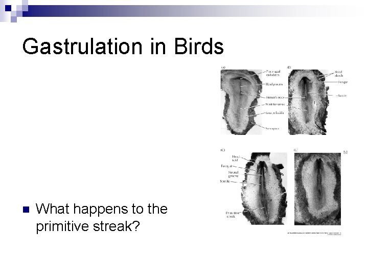 Gastrulation in Birds n What happens to the primitive streak? Gastrulation in Birds n What happens to the primitive streak?