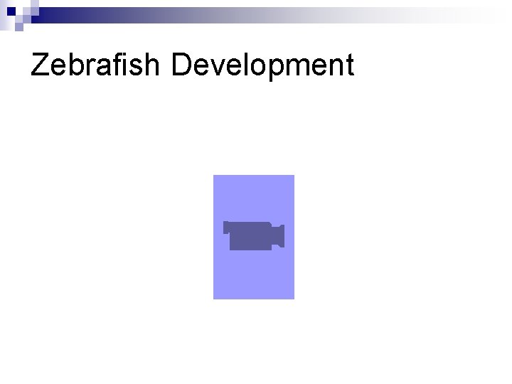 Zebrafish Development 