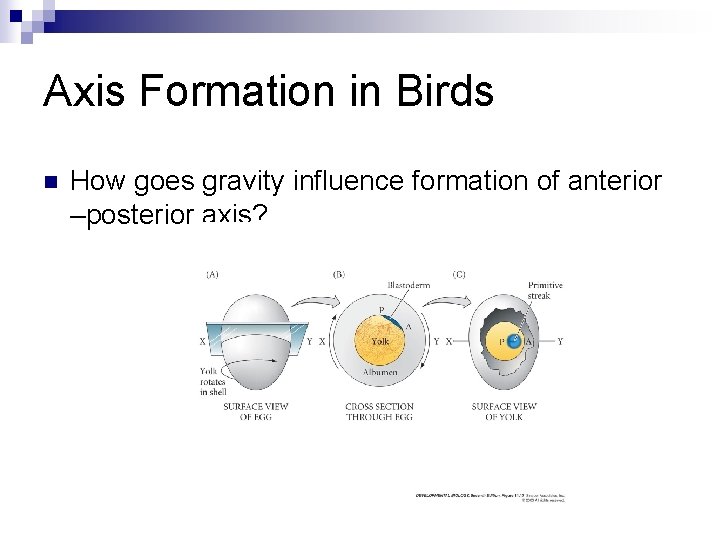 Axis Formation in Birds n How goes gravity influence formation of anterior –posterior axis? Axis Formation in Birds n How goes gravity influence formation of anterior –posterior axis?