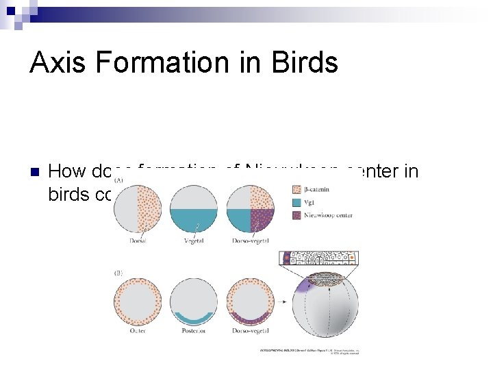 Axis Formation in Birds n How does formation of Nieuwkoop center in birds compare