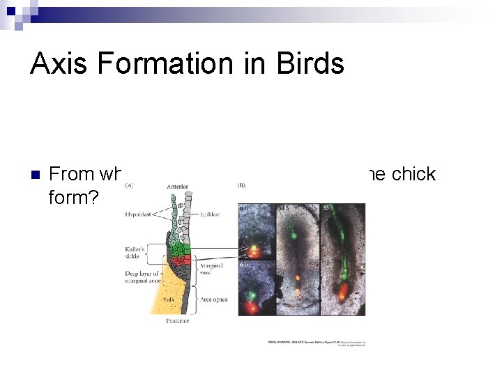 Axis Formation in Birds n From where does the “organizer” in the chick form? Axis Formation in Birds n From where does the “organizer” in the chick form?