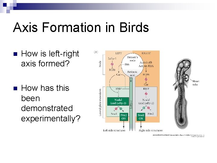 Axis Formation in Birds n How is left-right axis formed? n How has this