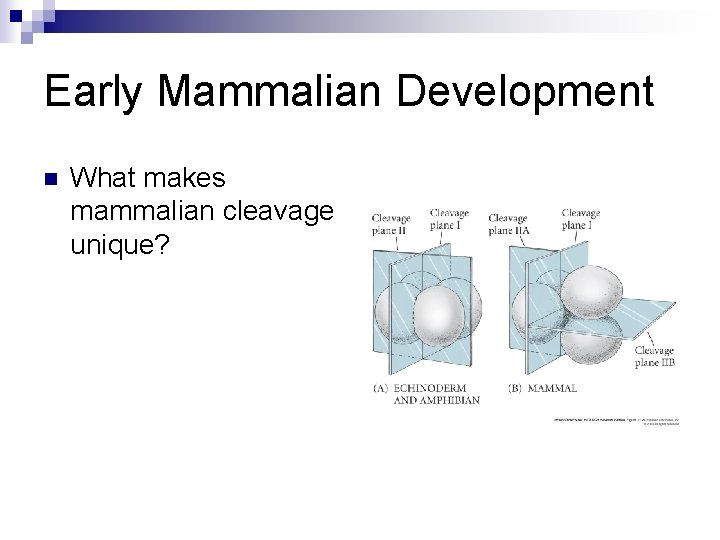 Early Mammalian Development n What makes mammalian cleavage unique? Early Mammalian Development n What makes mammalian cleavage unique?