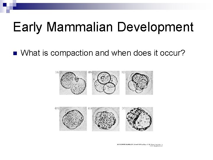 Early Mammalian Development n What is compaction and when does it occur? Early Mammalian Development n What is compaction and when does it occur?