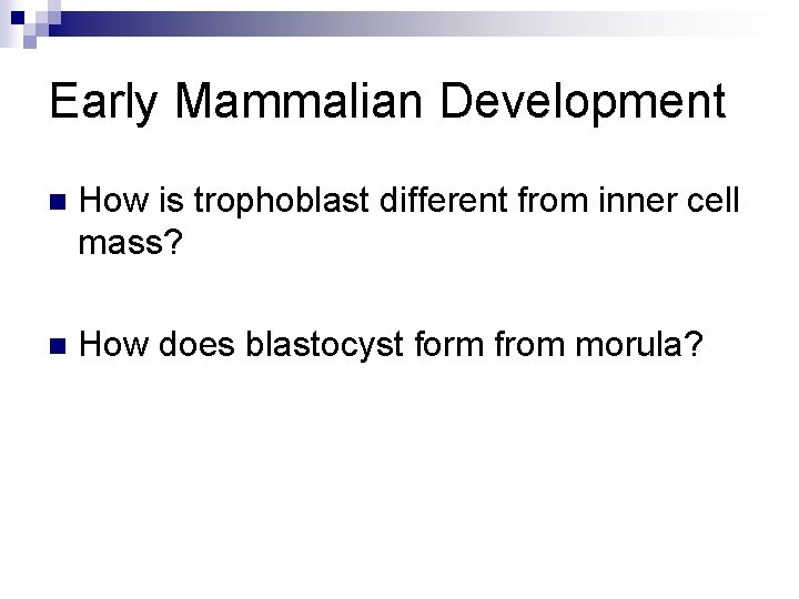 Early Mammalian Development n How is trophoblast different from inner cell mass? n How