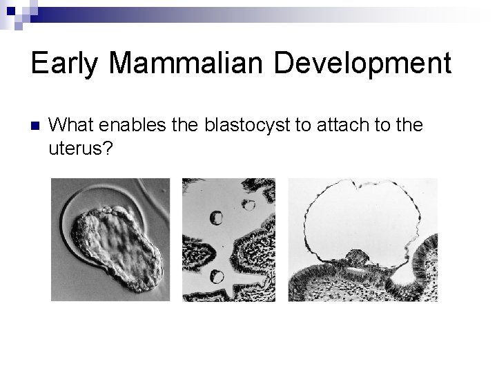 Early Mammalian Development n What enables the blastocyst to attach to the uterus? Early Mammalian Development n What enables the blastocyst to attach to the uterus?