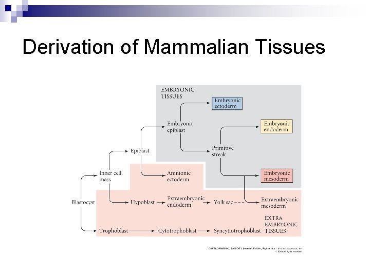 Derivation of Mammalian Tissues Derivation of Mammalian Tissues