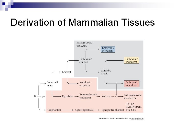 Derivation of Mammalian Tissues 