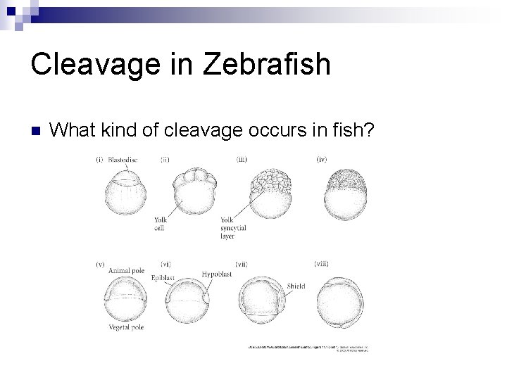 Cleavage in Zebrafish n What kind of cleavage occurs in fish? 