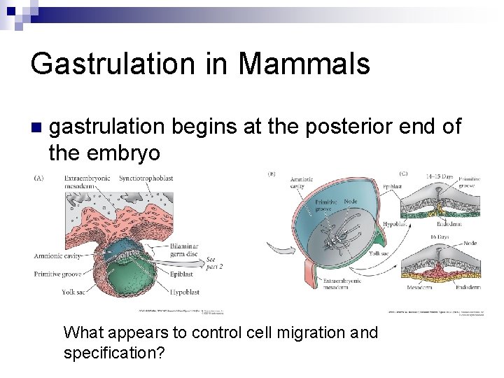 Gastrulation in Mammals n gastrulation begins at the posterior end of the embryo What