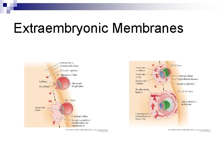 Extraembryonic Membranes Extraembryonic Membranes