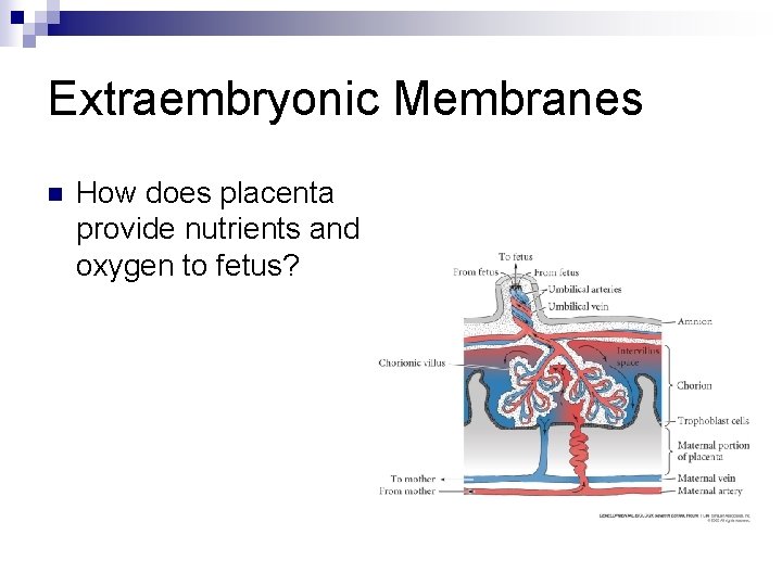 Extraembryonic Membranes n How does placenta provide nutrients and oxygen to fetus? Extraembryonic Membranes n How does placenta provide nutrients and oxygen to fetus?