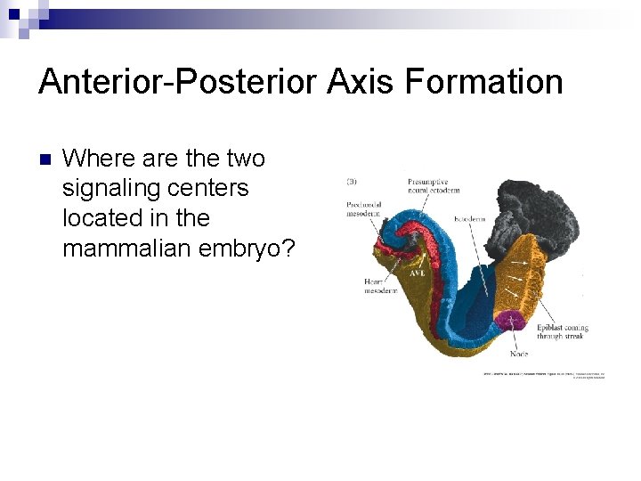 Anterior-Posterior Axis Formation n Where are the two signaling centers located in the mammalian