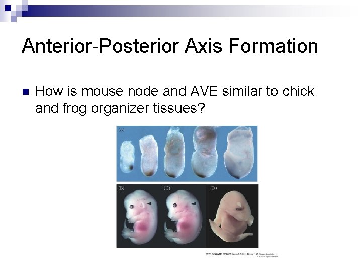 Anterior-Posterior Axis Formation n How is mouse node and AVE similar to chick and