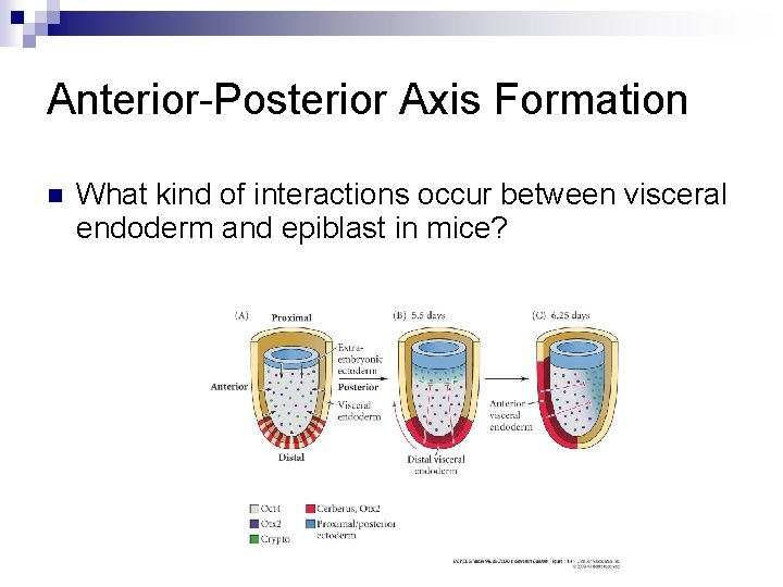 Anterior-Posterior Axis Formation n What kind of interactions occur between visceral endoderm and epiblast Anterior-Posterior Axis Formation n What kind of interactions occur between visceral endoderm and epiblast