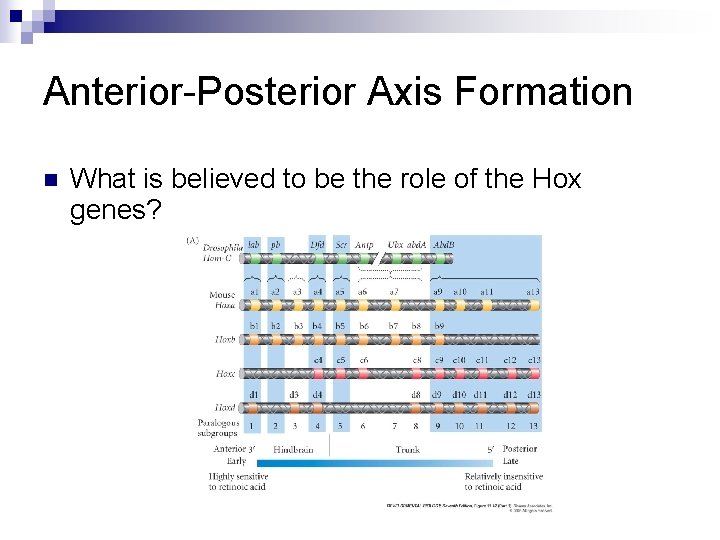 Anterior-Posterior Axis Formation n What is believed to be the role of the Hox