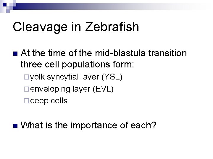 Cleavage in Zebrafish n At the time of the mid-blastula transition three cell populations Cleavage in Zebrafish n At the time of the mid-blastula transition three cell populations